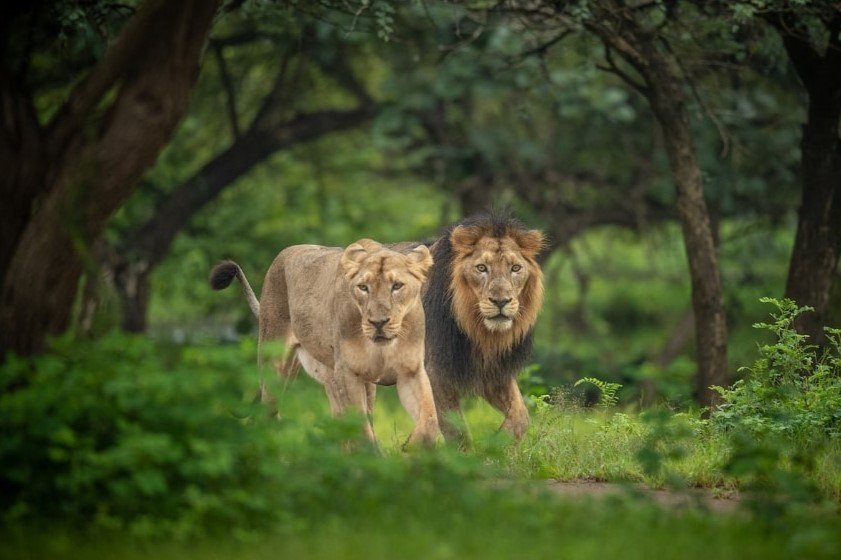 best farm house in sasan gir-Gir Ganesh Farmhouse